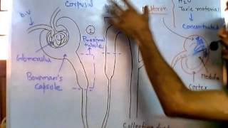 Nephron function [upl. by Wawro]