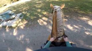 TAKING A GREEN STALLION FOR A TRAIL RIDE  GO PRO [upl. by Ahab925]