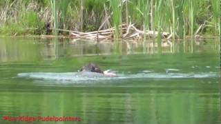 pudelpointer mickey  Pine Ridge Pudelpointer Mickey at the pond [upl. by Maleen]