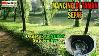 MANCING DI TAMAN SEPATmancing ikan sepat siam babon [upl. by Selemas]