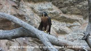 Peregrine Falcon Falco peregrinus ernesti  Juvenile  Chiu S C DSCN4836 [upl. by Soren595]