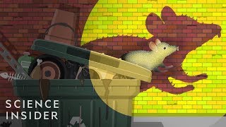 Why Cities Can’t Get Rid Of Rats [upl. by Koren]