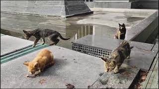 I am Feeding a Clowder of Cats one Kitten Attacks me [upl. by Jariv417]