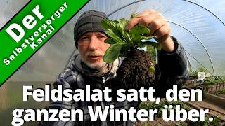 Feldsalat satt den ganzen Winter über [upl. by Maryjo]