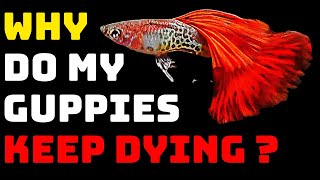 Guppy Fish Care  Why Do My Guppies Keep Dying [upl. by Virginie457]