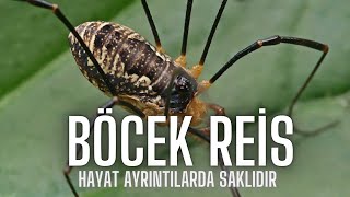 Örümcek SanılıyorÖrümcekimsiler BöcekReis opiliones [upl. by Colin]