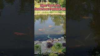 PaddleFish are so cool fish pond aquarium paddlefish shorts [upl. by Tem]