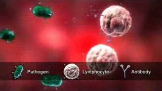 BBCLymphocytes [upl. by Eirrehc]