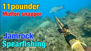 Excellent catch freediving spearfishing in St Elizabeth Jamaica [upl. by Edlyn317]