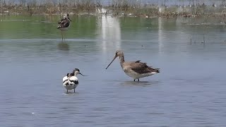 Pied Avocet Recurvirostra avosetta  അവോസെറ്റ്  4K [upl. by Llamaj161]