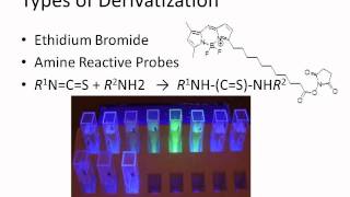 Fluorescent Derivatization [upl. by Modnarb]