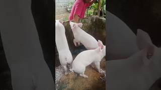 Pag aalaga ng baboy buhayprobinsya baboyangwalangamoy youtubeshorts [upl. by Whitver761]