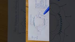 Première vertèbre cervicale ou Atlas [upl. by Edorej738]