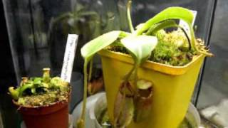 Time Lapse Nepenthes ephippiata 45 days [upl. by Netsriik]