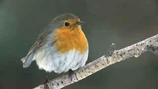 Planet Wissen  Heimische Vögel in Gefahr [upl. by Anivek]