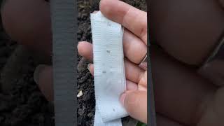 Sow Effortless Seed Tape [upl. by Accebor]