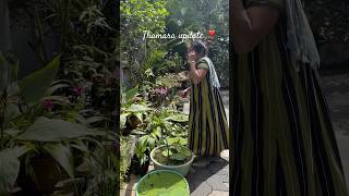 Guys നമ്മുടെ താമര വിശേഷം 🤨gardening flowers home garden youtube minivlog shortvideo shorts [upl. by Elokin790]