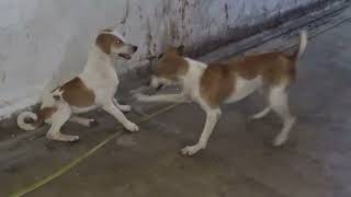 these dogs are very excited in breeding season they are Inhurry for mating streetdogsofindia [upl. by Auhsej]