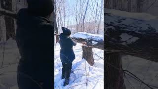 Break firewood survival burningaxe firewood bushcraft axeforge wood [upl. by Yesteb]