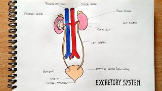 Full details Excretory System drawing  step by step [upl. by Akela237]