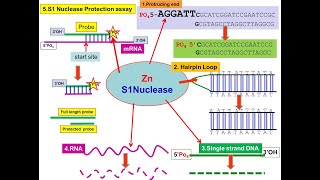 S1 Nuclease S1 Mapping endonuclease S1–P1 family Aspergillus oryzae [upl. by Daveen733]