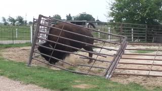 how a bison fixes a fence [upl. by Medardas]