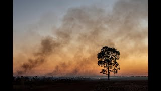 ECOCÍDIO NO CERRADO  DOCUMENTÁRIO [upl. by Leugimesoj481]