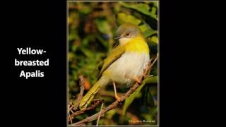 Yellow breasted Apalis call [upl. by Leugim]