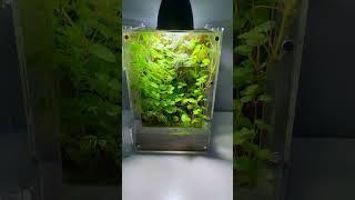 Nano Paludarium terrarium aquarium aquascape paludarium plantedtank plants vivarium fish [upl. by Inna]