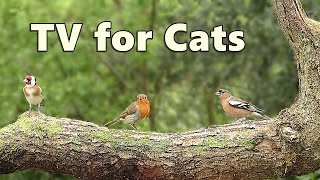 Cat TV Adventure  Videos for Cats to Watch ⭐ 8 HOURS ⭐ [upl. by Roderich]