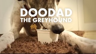 Doodad Doing What Greyhounds Do [upl. by Evad]