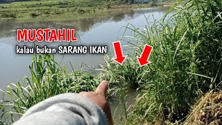 CUMA DI PINGGIR SUNGAI IKAN SEBANYAK INI [upl. by Arodasi]