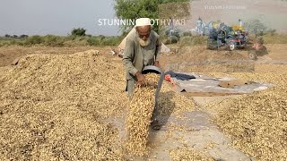 Peanut of Attock district Pakistan  Attock Ki Mong Phalli [upl. by Herwin]