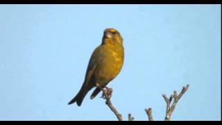 Verdier dEurope et son chant  European greenfinch singing  Chloris chloris [upl. by Esli]