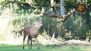 roaring red deer  röhrender Rothirsch [upl. by Phira]