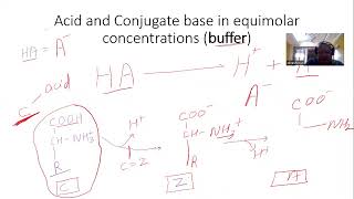 Acid Base Properties of Amino Acids [upl. by Rehpotsirh]