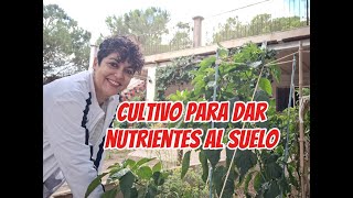 Las leguminosas fuente importante de nutrientes para el suelo [upl. by Ellesig]