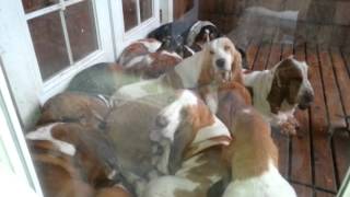 Bellingham bassets lazy hounds European Basset hounds [upl. by Ahsirhcal423]