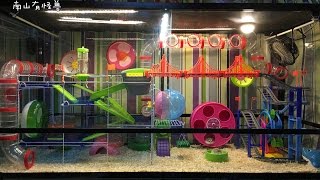 大笼新布局 DIY Hamster Cage [upl. by Eanat175]