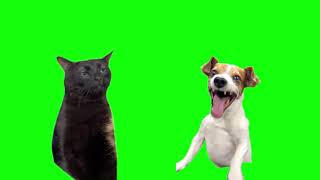 Green Screen Laughing Dog With Black Cat Zoning Out Meme [upl. by Drawoh]