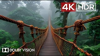 Green AMBIENCE DOLBY VISION 4K HDR  So Real Youll Forget Youre Inside 60 FPS [upl. by Aticilef]