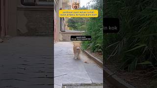 Oyen mainnya tempat sepi animal cat hewankucing funny kucinglucu zevaxavier [upl. by Aihsiym]