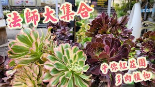 多肉植物法師大集合【乎你紅莊園】如何繁殖法師如何讓法師安然渡夏 [upl. by Baras965]