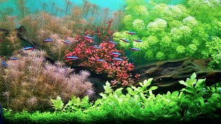 SIMPLE PLANTED AQUARIUM SETUP [upl. by Aziul]