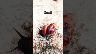 SnailMolluscsLife on earthKids [upl. by Davies336]