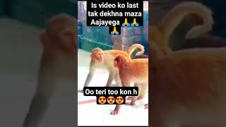 ye kya kar rha h mandar 😍😍mankey shortvideo funny comedy comedyfilms duet funnycomedy facts [upl. by Mildred]