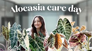 Alocasia Care Day Propagating Repots Corm Digging amp Flushing [upl. by Aihsei]