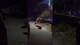 Barasingha swamp deer near home india tour ansuniranjan viralshorts travel shambhu [upl. by Svetlana554]