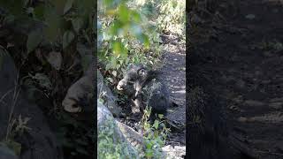 Thirsty Javelinas visit a Spring westtexas wildlife [upl. by Nimrahc]