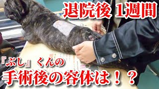 【ヘルニア】手術後の容体を診察してもらう為に動物病院へ行って来ました！ [upl. by Ynaffets]